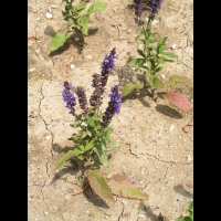 Salvia superba 'Merleau' (2)